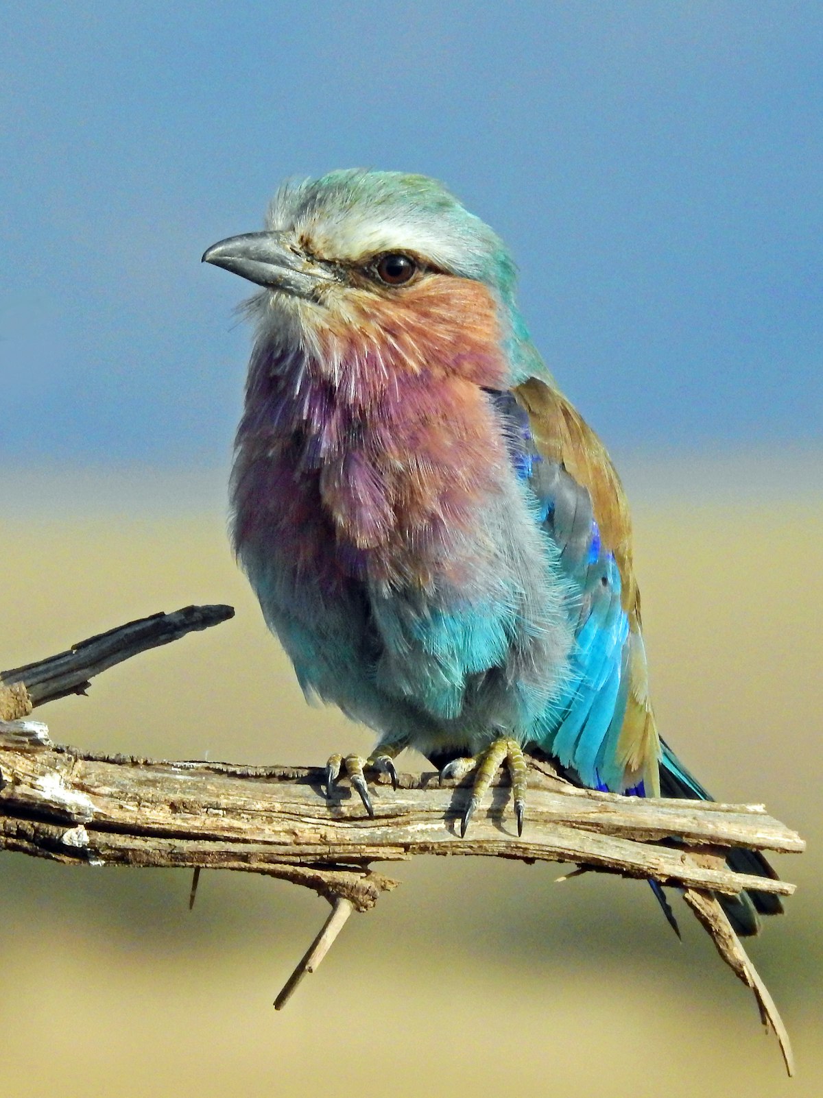 Capturing the Magic: How to Store and Export Videos from Your Smart Bird Cam — Details