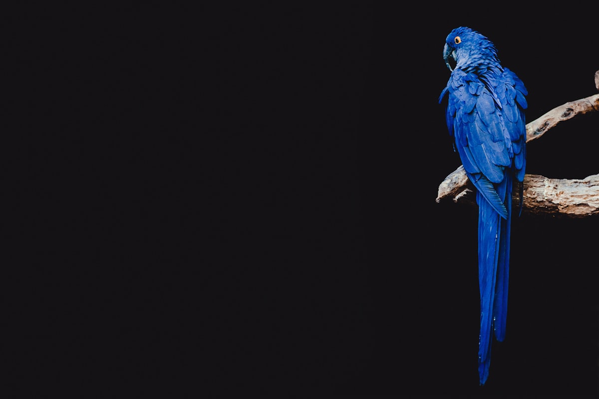 Capturing the Magic: How to Store and Export Videos from Your Smart Bird Cam — Camera View