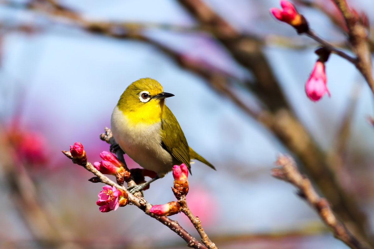 Smart Bird Feeder Cameras with AI Species Identification: Ranked — Camera View