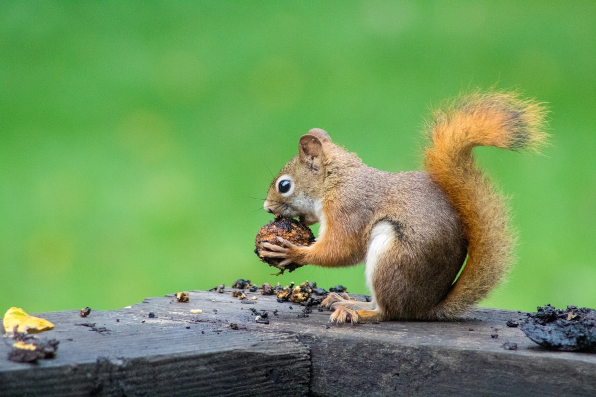 4K vs. 1080p: Does Video Resolution Matter for Bird Cameras? — Details