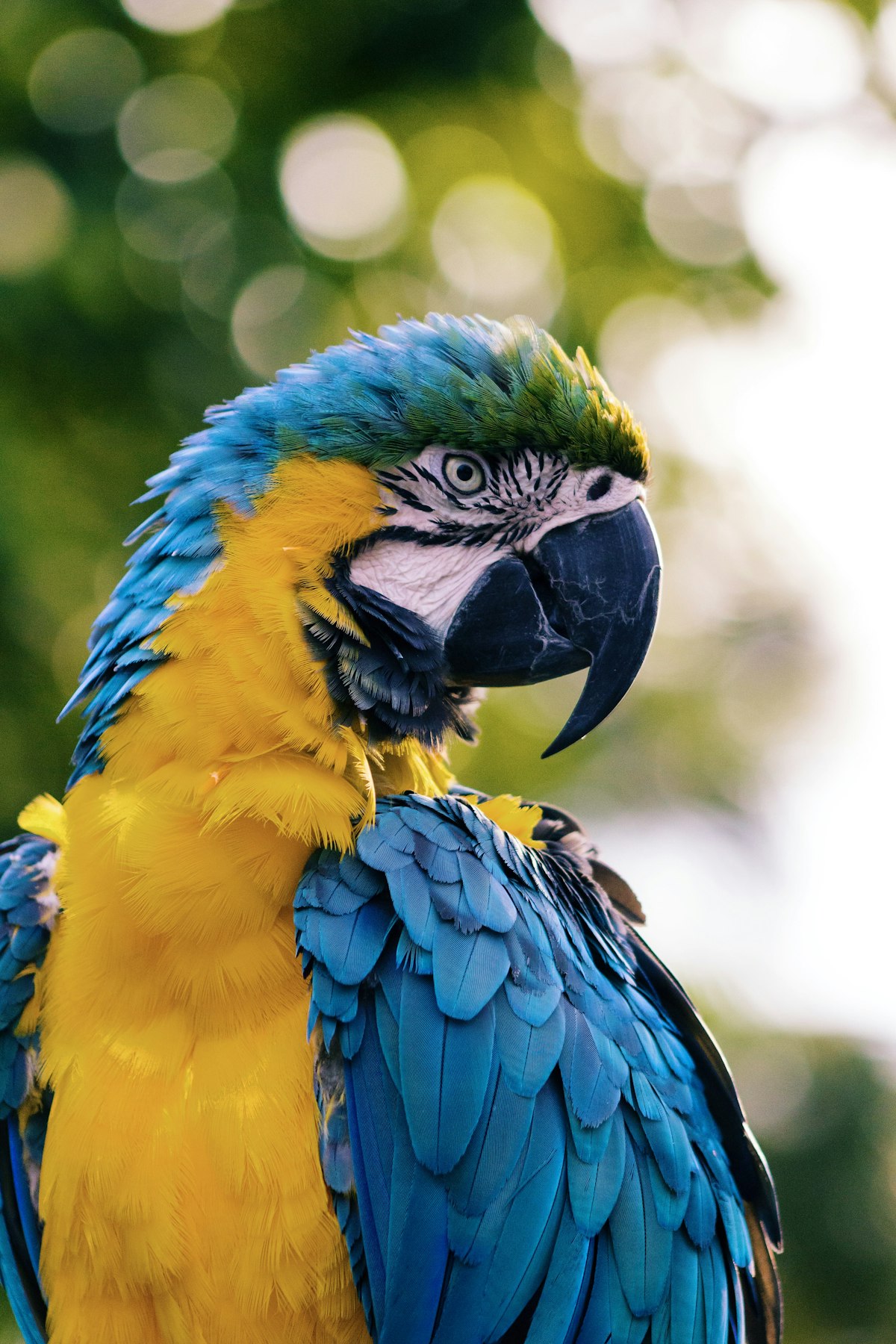 4K vs. 1080p: Does Video Resolution Matter for Bird Cameras? — Camera View
