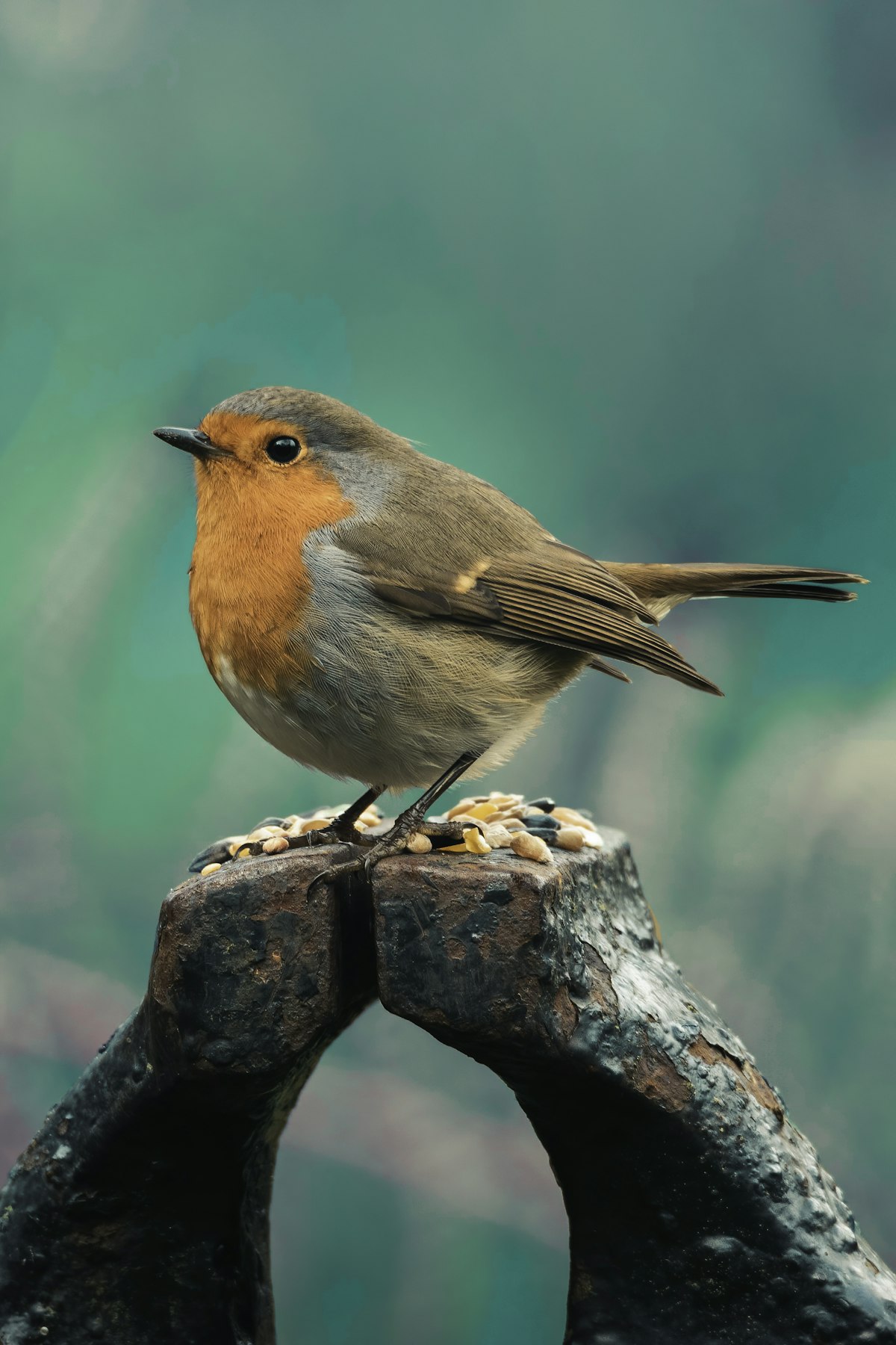 How AI Bird Identification Works in Smart Feeders — Details