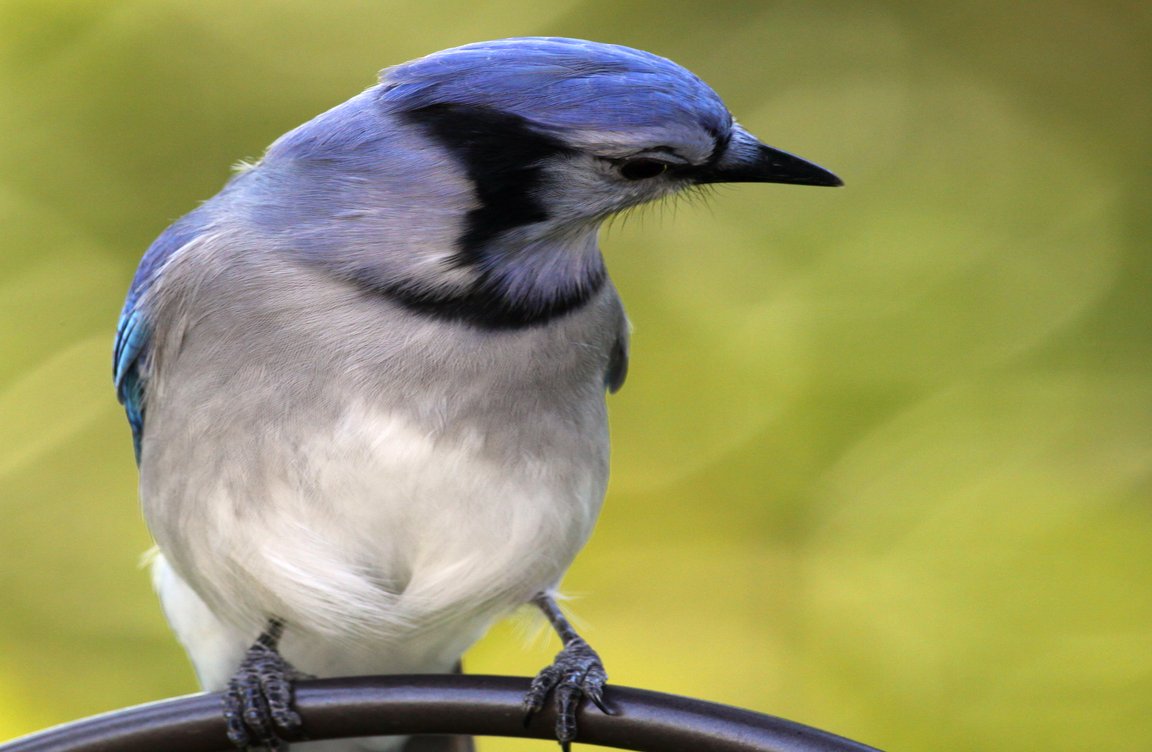 Bird identified by AI
