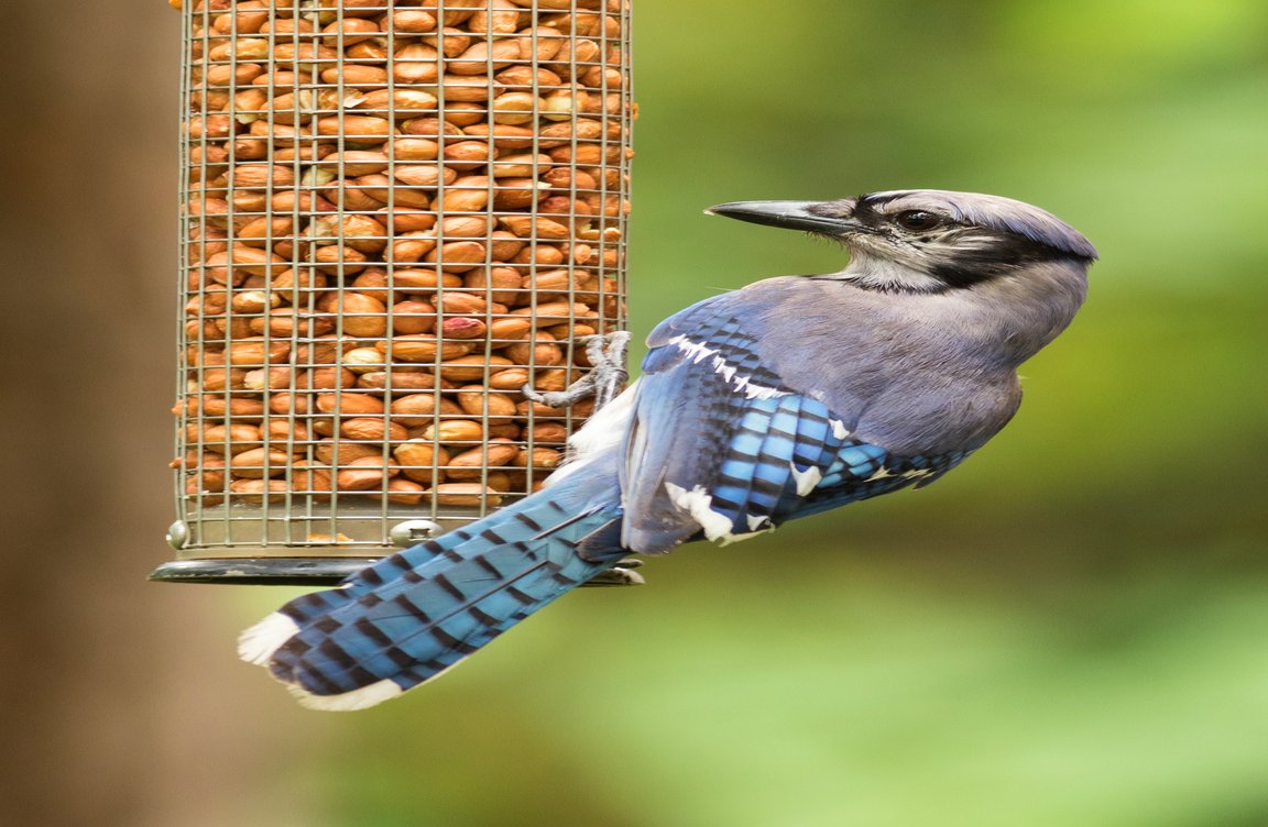 AI Bird Camera
