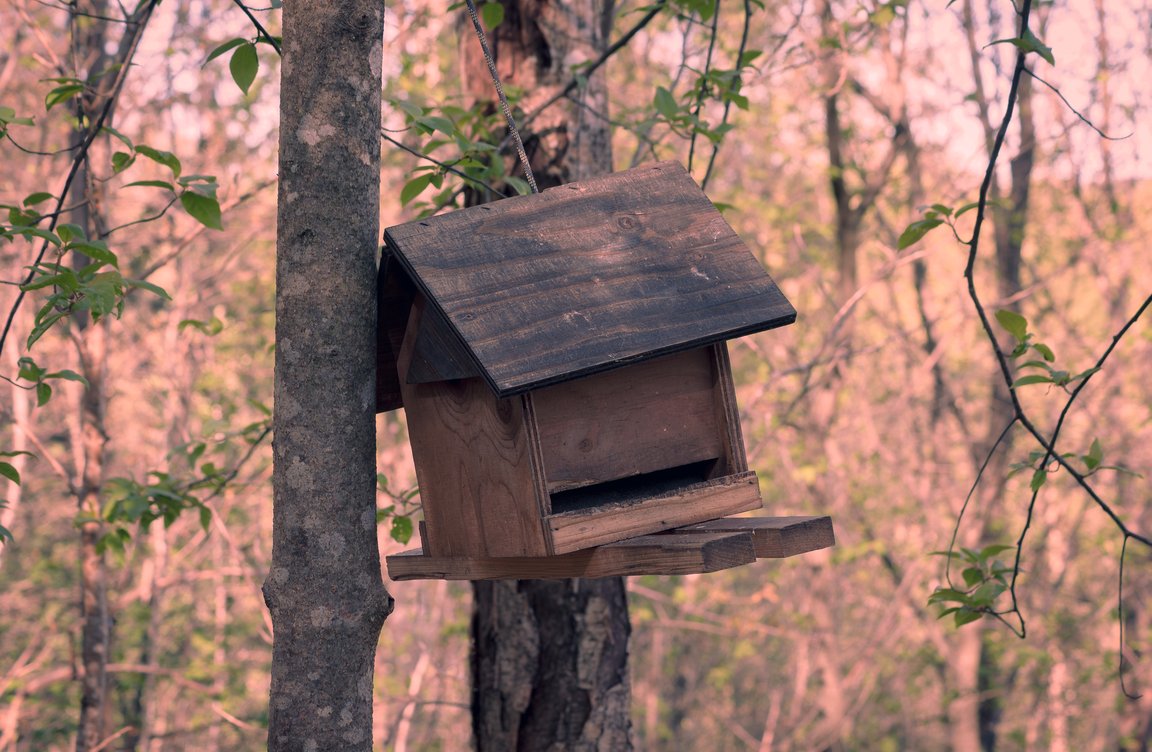 Smart bird feeder